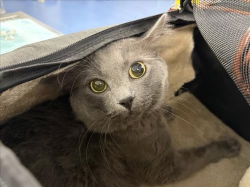 GARY - Domestic Short Hair available for adoption