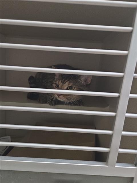 CHEESECAKE - Domestic Short Hair available for adoption