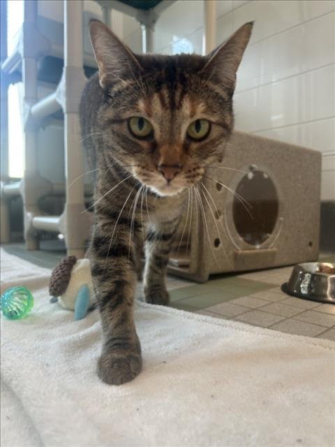 CHEESECAKE - Domestic Short Hair available for adoption