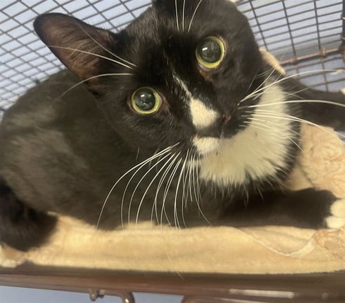 WHISKERS - Domestic Short Hair available for adoption