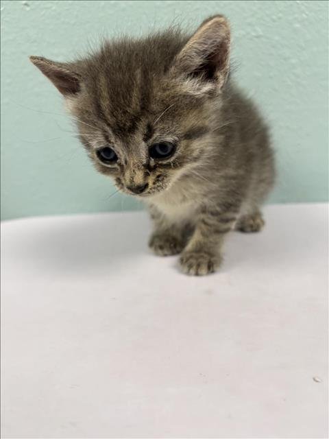 BONES - Domestic Long Hair available for adoption