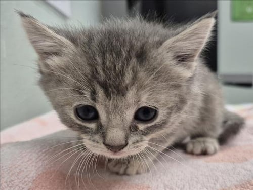 MARSHMALLOW - Domestic Short Hair available for adoption
