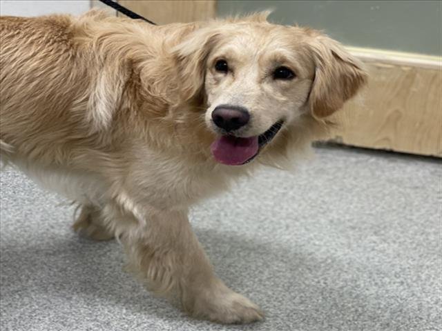 BUD - Golden Retriever available for adoption