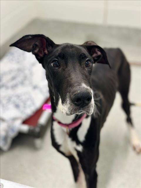 PETUNIA - Great Dane available for adoption
