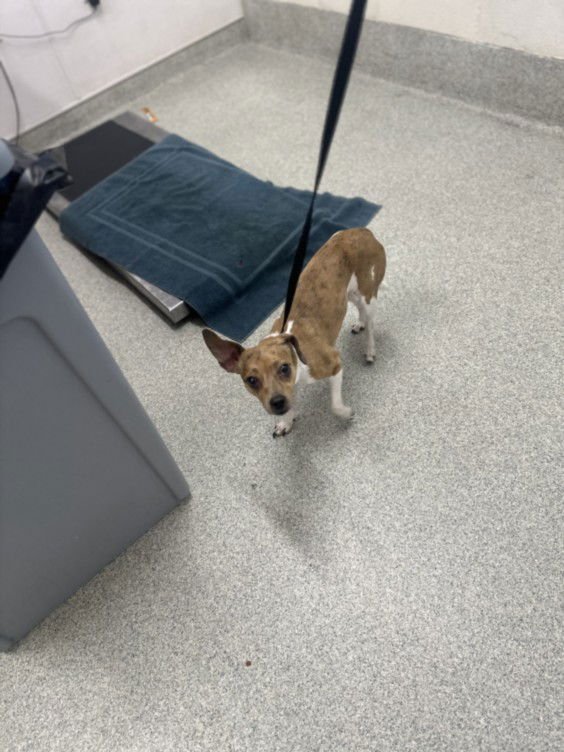 PEPITA - Chihuahua available for adoption