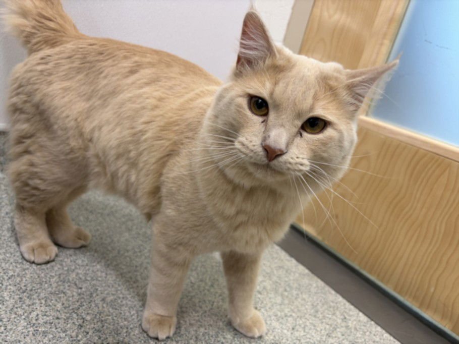 CAMERON - Domestic Medium Hair available for adoption