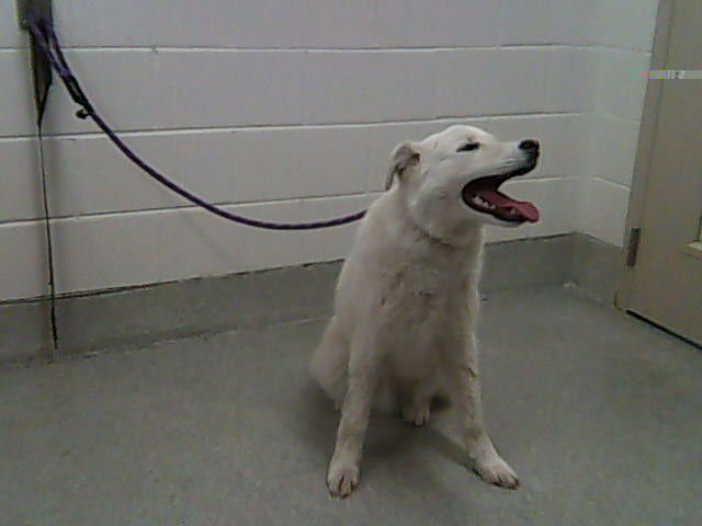 NANOOK - Great Pyrenees available for adoption