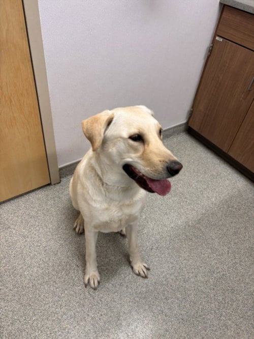 RIP - Labrador Retriever available for adoption