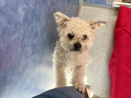 JUICE BOX - Shih Tzu / Poodle (Miniature) available for adoption