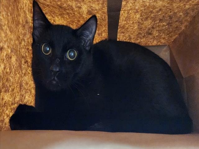 BEETHOVEN - Domestic Short Hair available for adoption