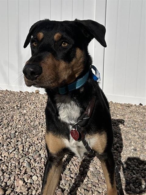 CHORIZO - Rottweiler available for adoption
