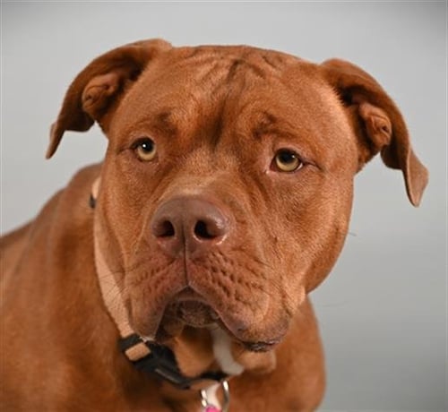 PRINCESS PEACH - American Pit Bull Terrier available for adoption