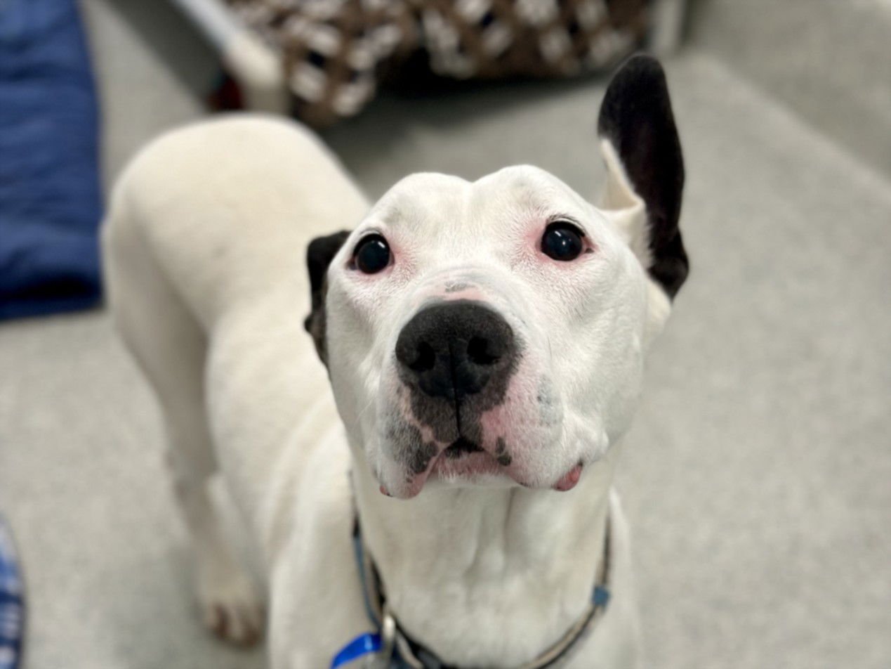 NICO - Pit Bull Terrier available for adoption