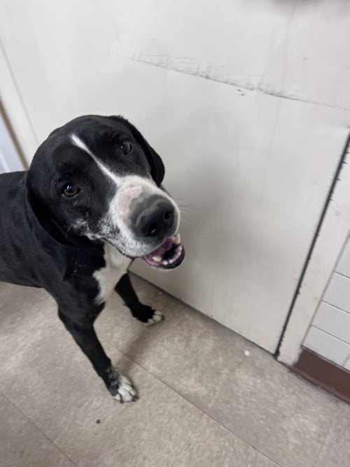 CASH - Great Dane / Plott Hound available for adoption