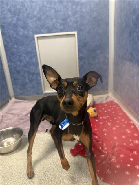 KANE BROWN - Miniature Pinscher available for adoption