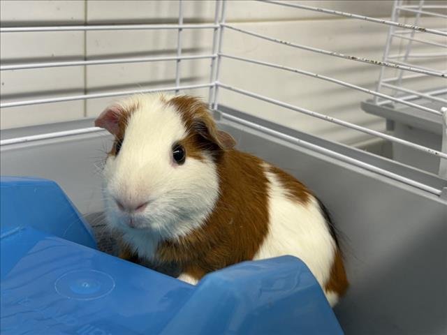 FRITO - Guinea Pig available for adoption