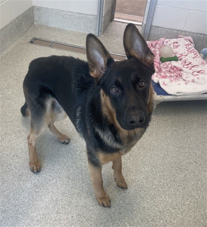 ODYSSEUS - German Shepherd Dog available for adoption