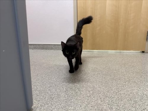 BANKS - Domestic Long Hair available for adoption