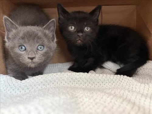 TED - Domestic Short Hair for adoption in Fort Collins