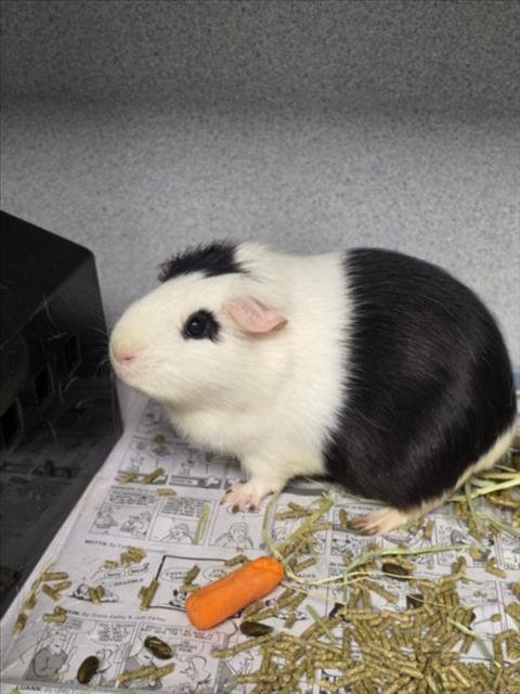 OREO - Guinea Pig available for adoption
