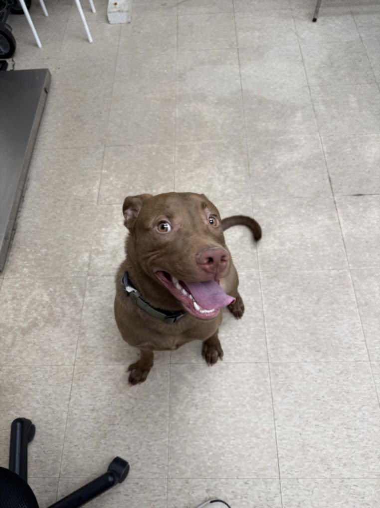 ZOOMBINI - Labrador Retriever available for adoption