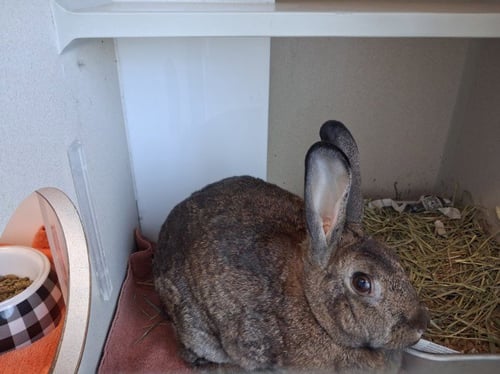 BUNNICULA - New Zealand available for adoption