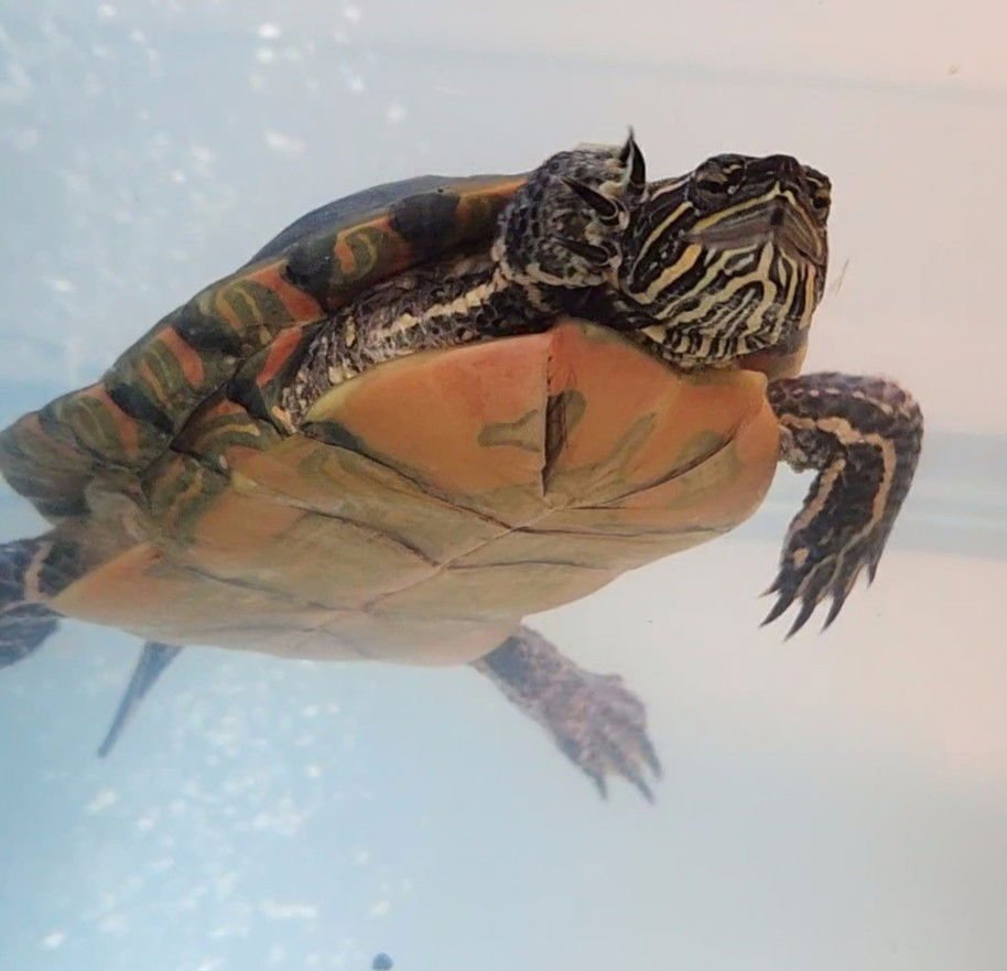 ROMULUS - Turtle available for adoption