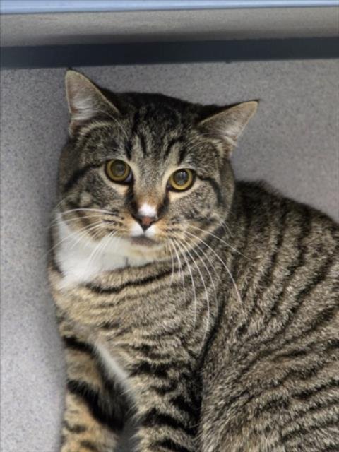 PRINCE - Domestic Short Hair available for adoption