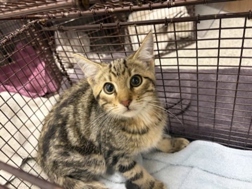 BILLY BOB - Domestic Short Hair available for adoption