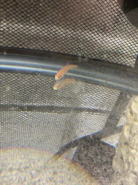 SHRIMP Image