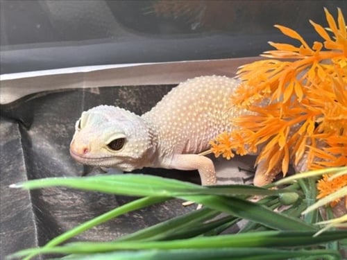 PABLO - Gecko available for adoption