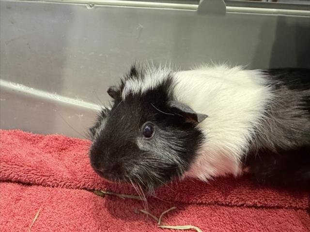 SKUNK - Guinea Pig available for adoption