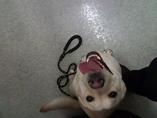 BIBBLE - Labrador Retriever available for adoption