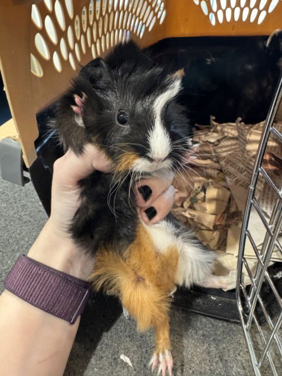 TAFFY - Guinea Pig available for adoption