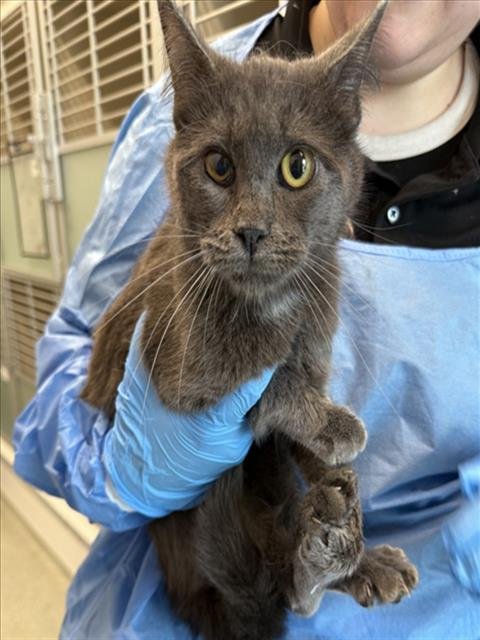 TAFFY - Domestic Short Hair available for adoption