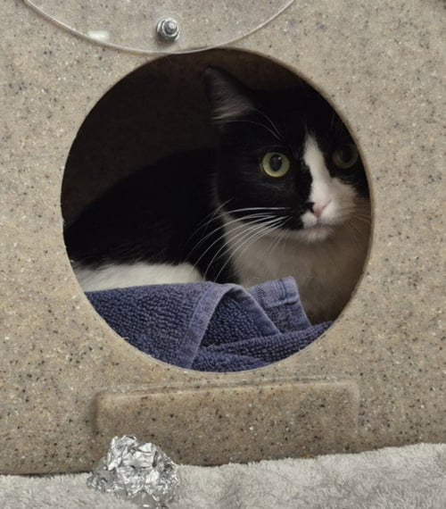 STAR - Domestic Medium Hair available for adoption