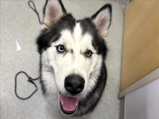 VIOLET - Siberian Husky available for adoption