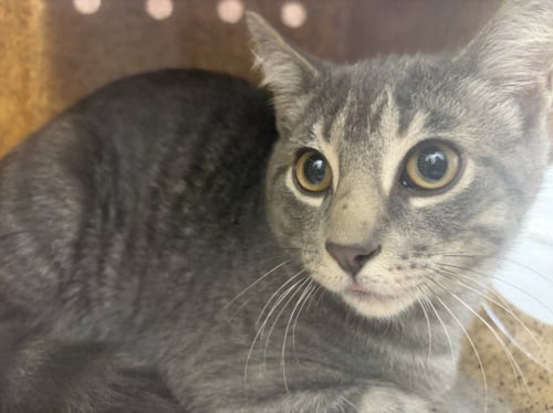 HENRY - Domestic Short Hair available for adoption