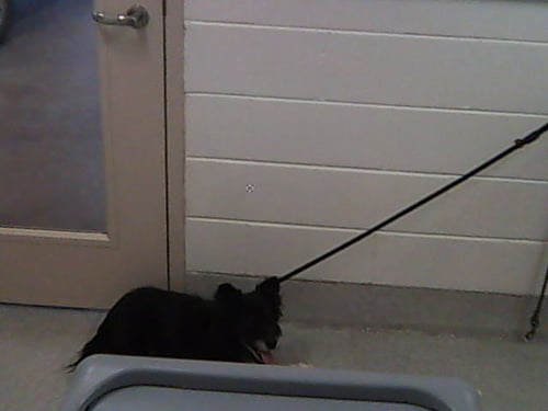 SHADOW FAX - Border Collie available for adoption