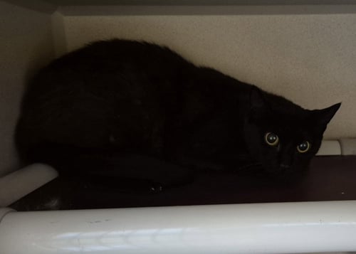 AUTUMN - Domestic Short Hair available for adoption
