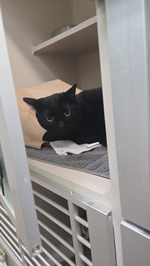 BLUEBERRY - Domestic Short Hair available for adoption
