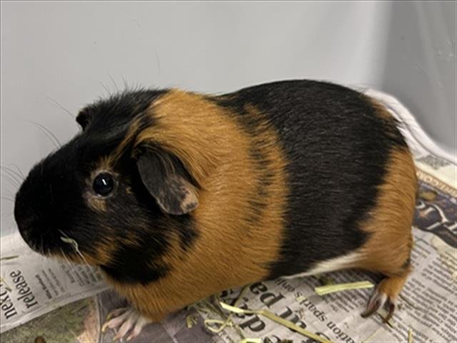 PENNY - Guinea Pig available for adoption