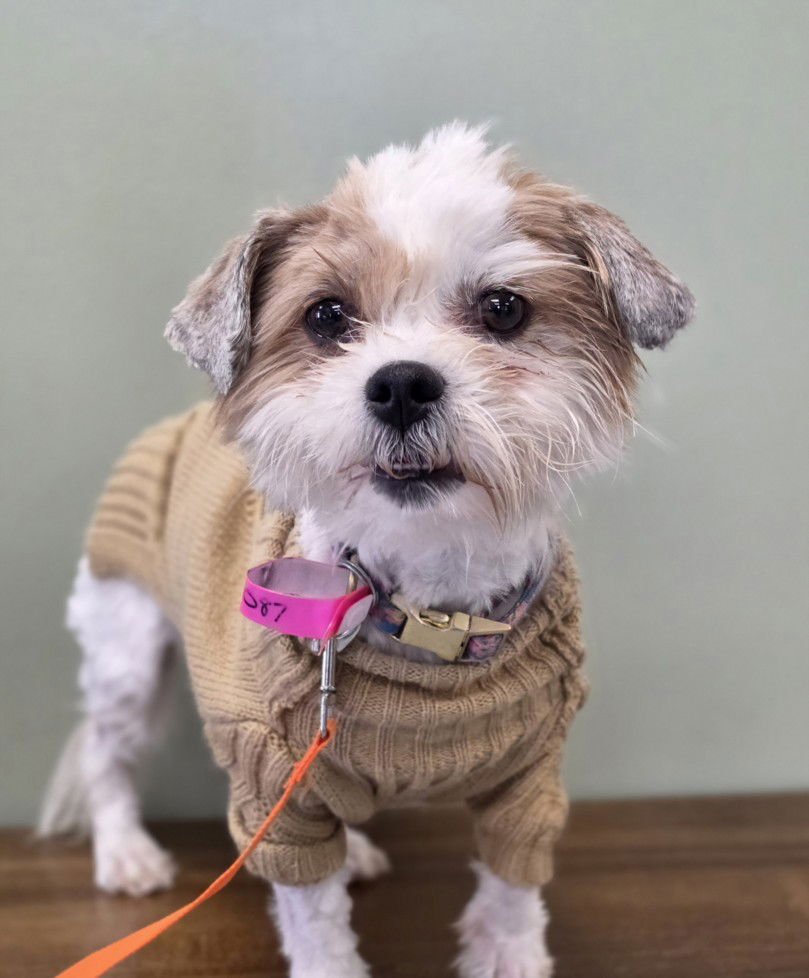 TIANA - Shih Tzu available for adoption