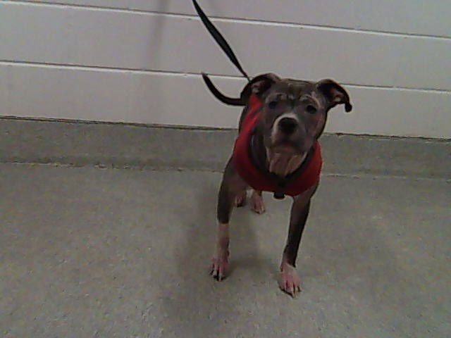 APHRODITE - Pit Bull Terrier available for adoption