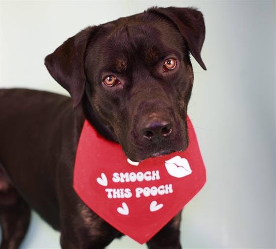 DEWALT - Labrador Retriever / Pit Bull Terrier available for adoption