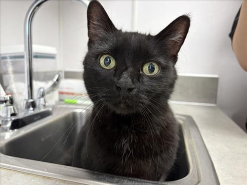 CONNOR - Domestic Short Hair available for adoption