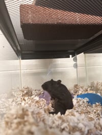 PICKLES - Photo 1