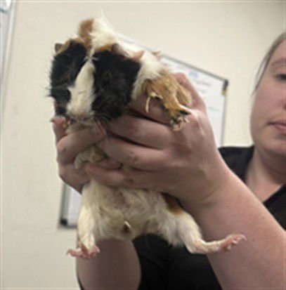ROSA - Guinea Pig available for adoption