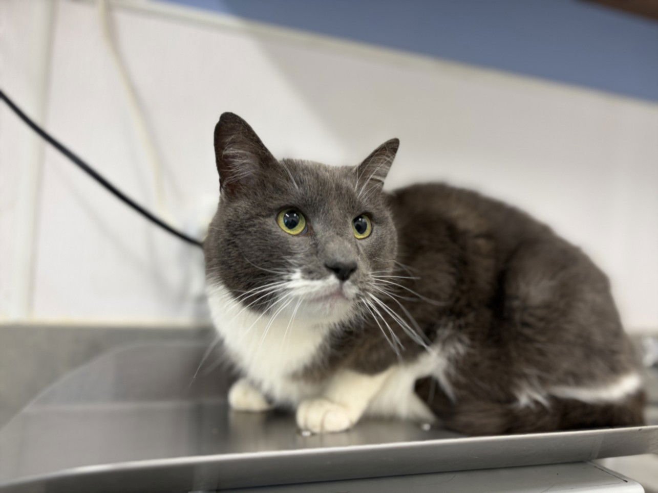 CHIP - Domestic Short Hair available for adoption