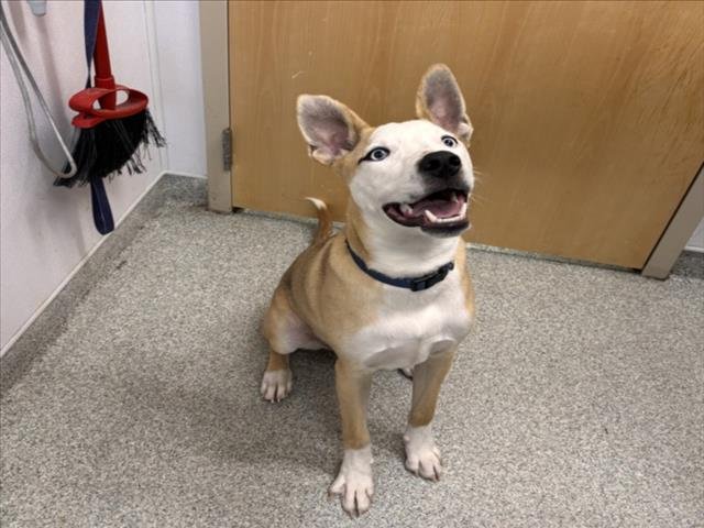 BLITZ - Siberian Husky / Labrador Retriever available for adoption